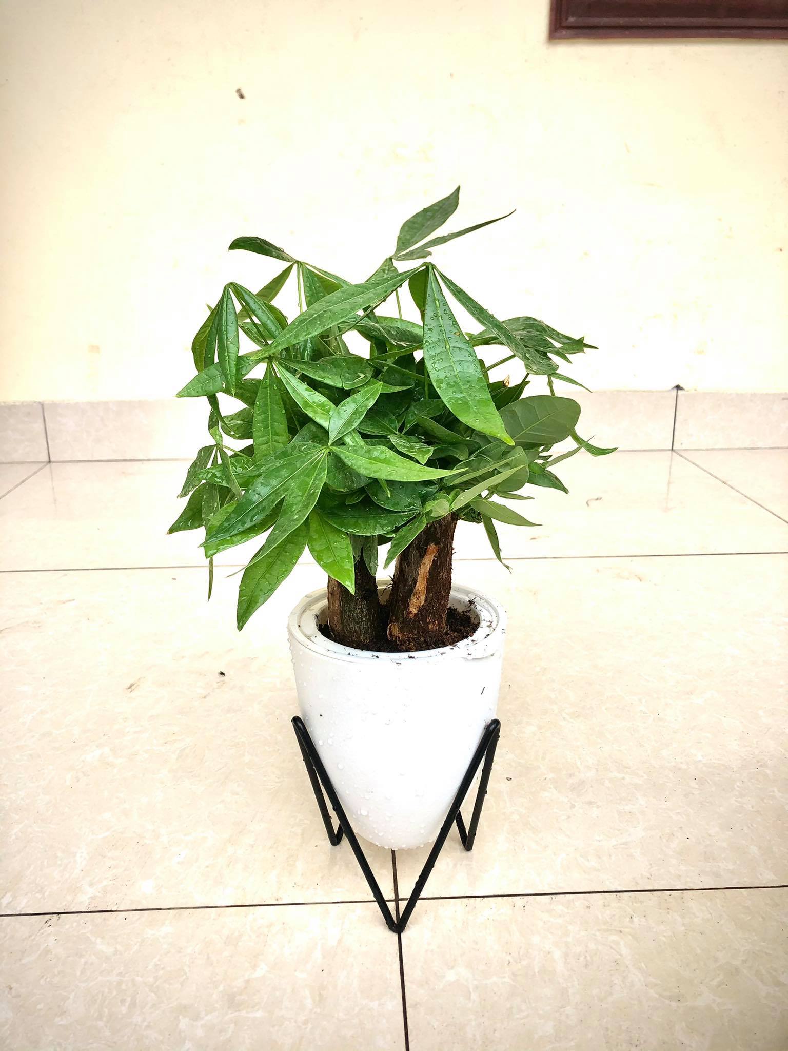 Cây kim ngân tam lộc chậu tự dưỡng thủy sinh (ảnh thật)