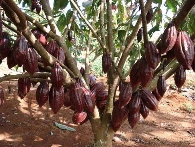 Bột ca cao nguyên chất, không đường, không pha trộn  (HÀNG CÔNG TY chính hãng)