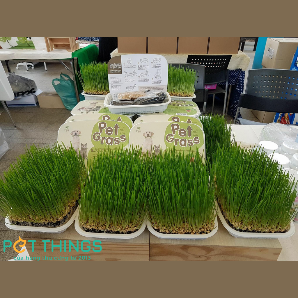 WHEATGRASS SEED FOR CAT