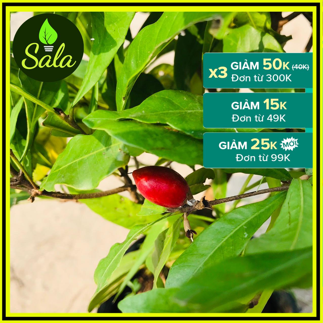 Cây Thần Kỳ lớn