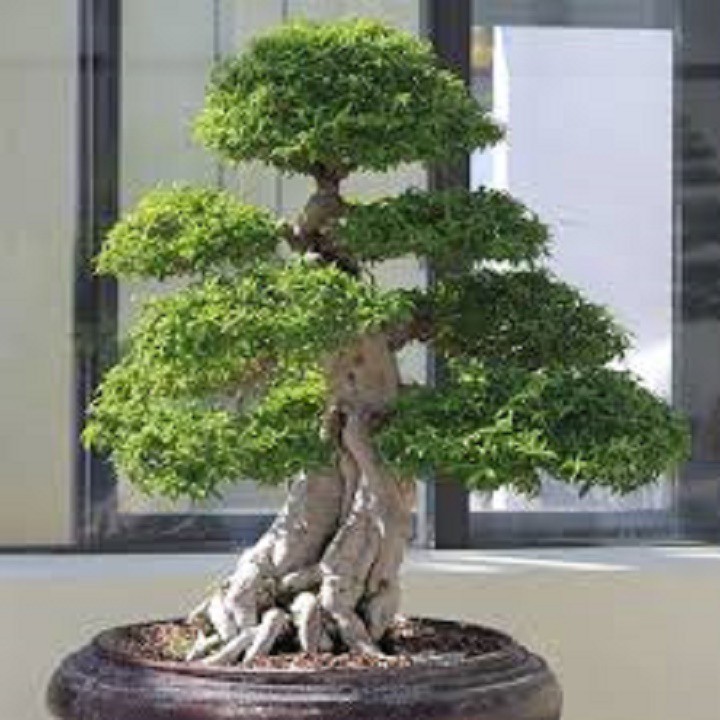CHẬU CÂY MAI CHIẾU THỦY (MAI TRẤN THỦY, MAI TRÚC THỦY ) VƯỢNG PHONG THỦY