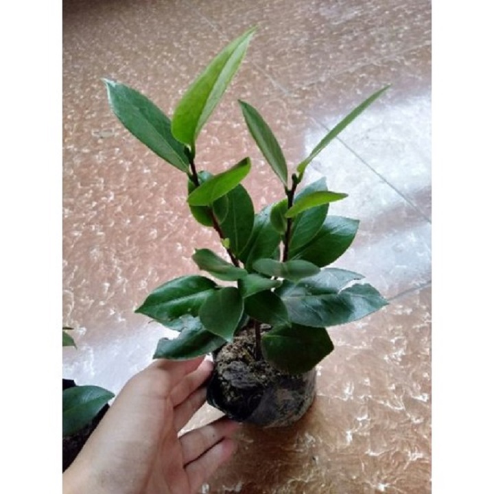 COMBO 5 CÂY GIỒNG TRÀ MY ĐỎ CUNG ĐÌNH CỔ
