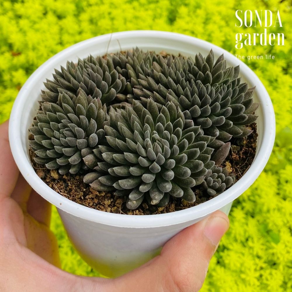 SEN ĐÁ NHÍM ĐEN SIZE TRUNG BÌNH SIÊU KHỎE LỖI 1 ĐỔI 1
