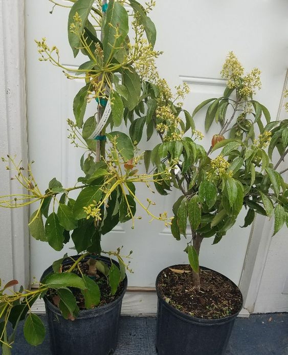 CÂY XOÀI GIỐNG TRỒNG CHẬU DFSGDFG (ccaay giống đối chứng)