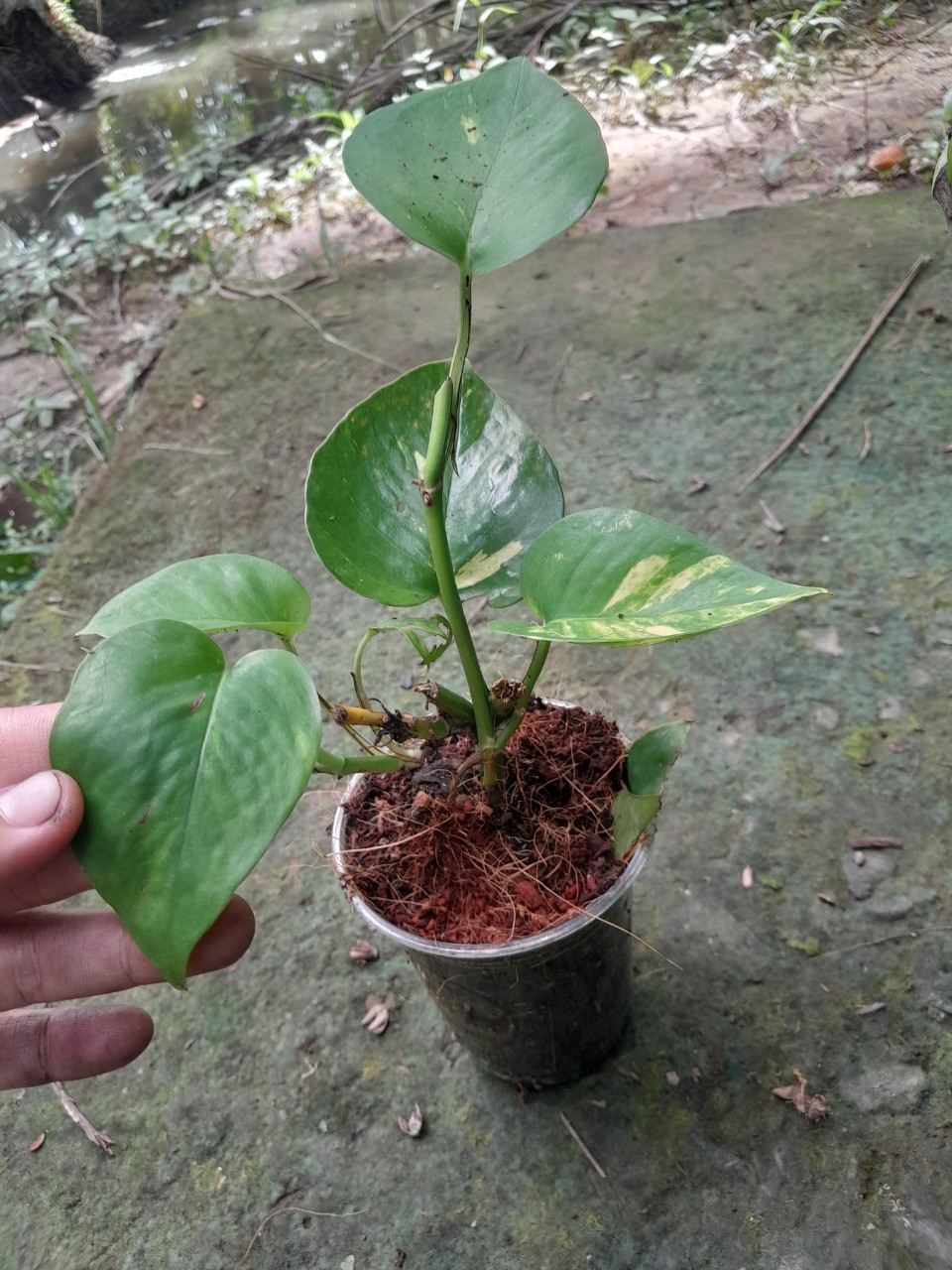 Cây Trầu bà ( trồng đất hoặc thủy sinh đều được)