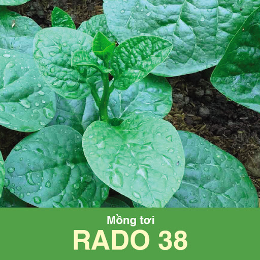 Hạt giống mồng tơi lá to