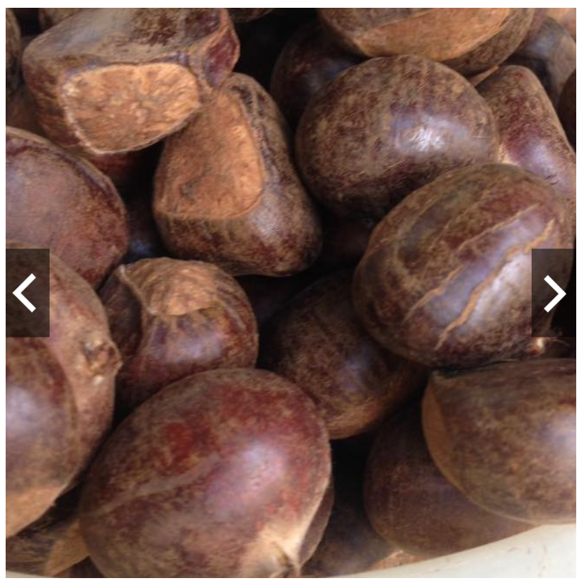 1 kg hạt dẻ tươi