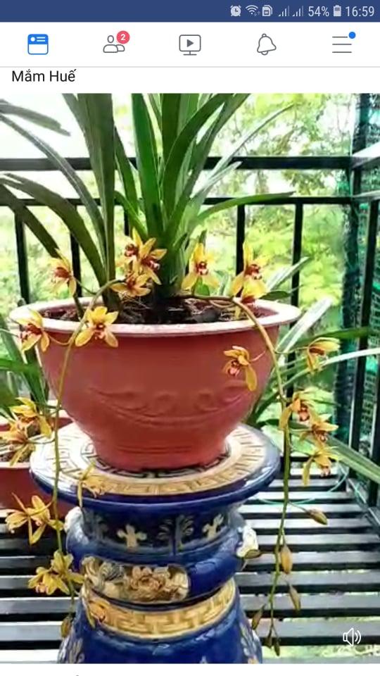 Thuốc kích rễ Exotic ( hàng Thái có hướng dẫn tiếng Việt)