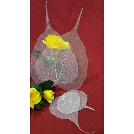 Sét 10 XƯƠNG LÁ BỒ ĐỀ size trung 11cm-13cm