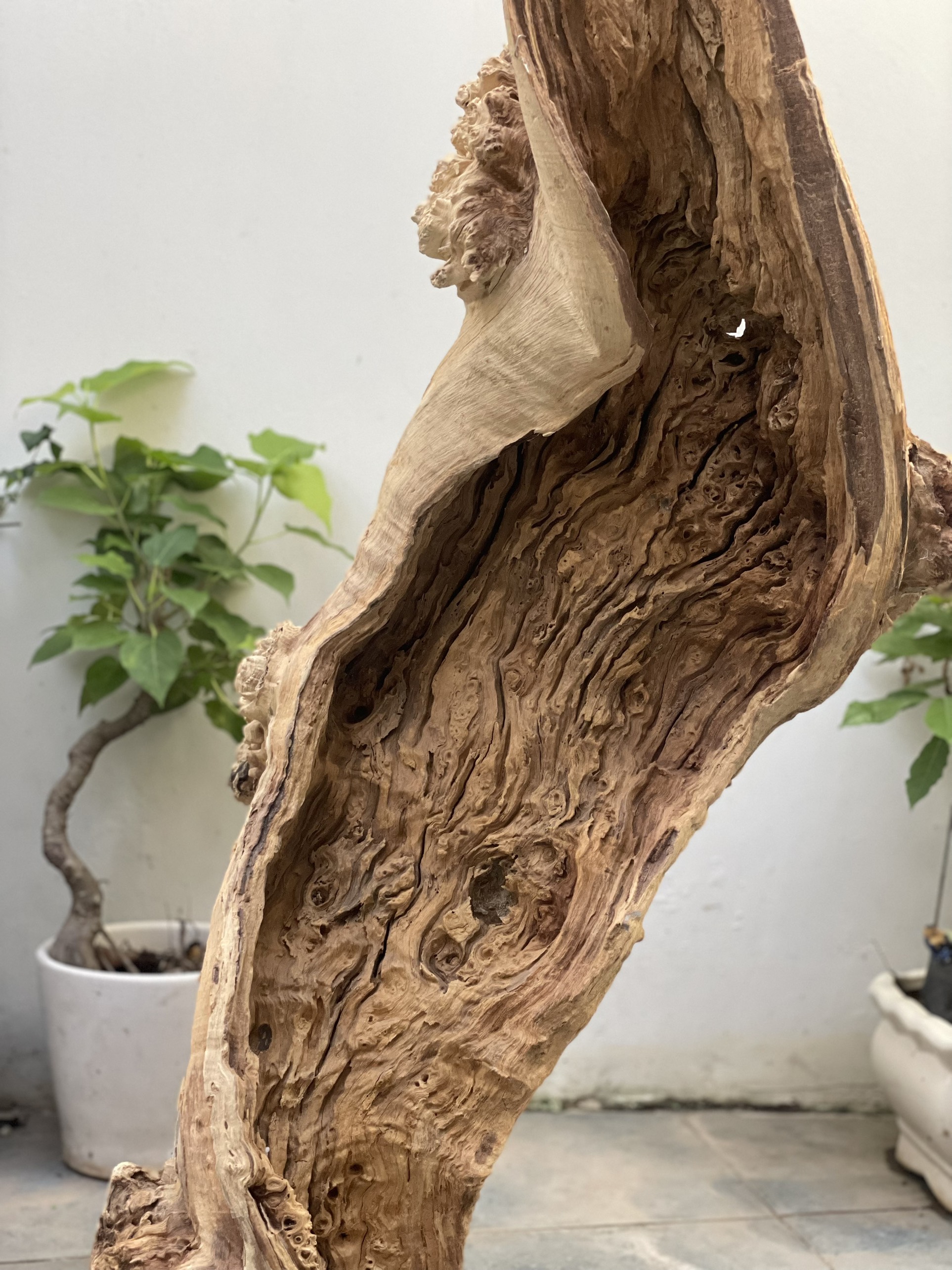 Lũa Nu Nghiến