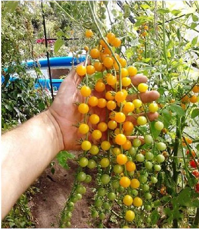 Combo 4 gói cà chua các loại - ( cà chua khổng lồ - cà chua trái tim - bi dây đỏ và vàng )