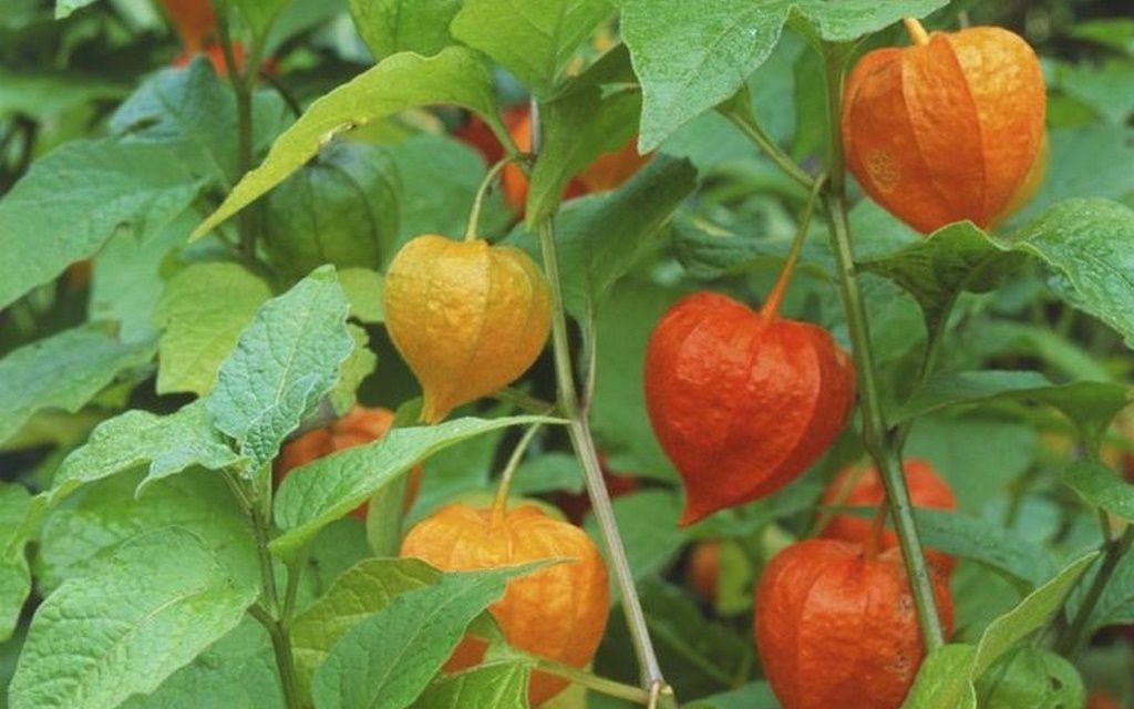 [HCM]hạt giống quả tầm bóp