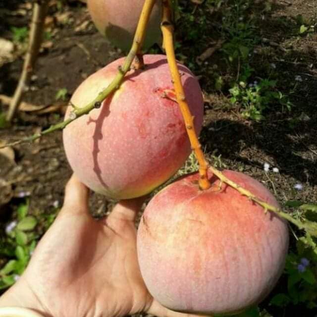 Cây giống xoài úc chất lượng cao chuẩn cây f1 chịu hạn kháng sâu bệnh trái to cho năng xuất cao