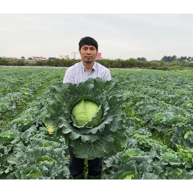 Hạt giống Bắp cải ngắn ngày TV20 - 10gr (Chịu nhiệt, siêu to, siêu năng suất)