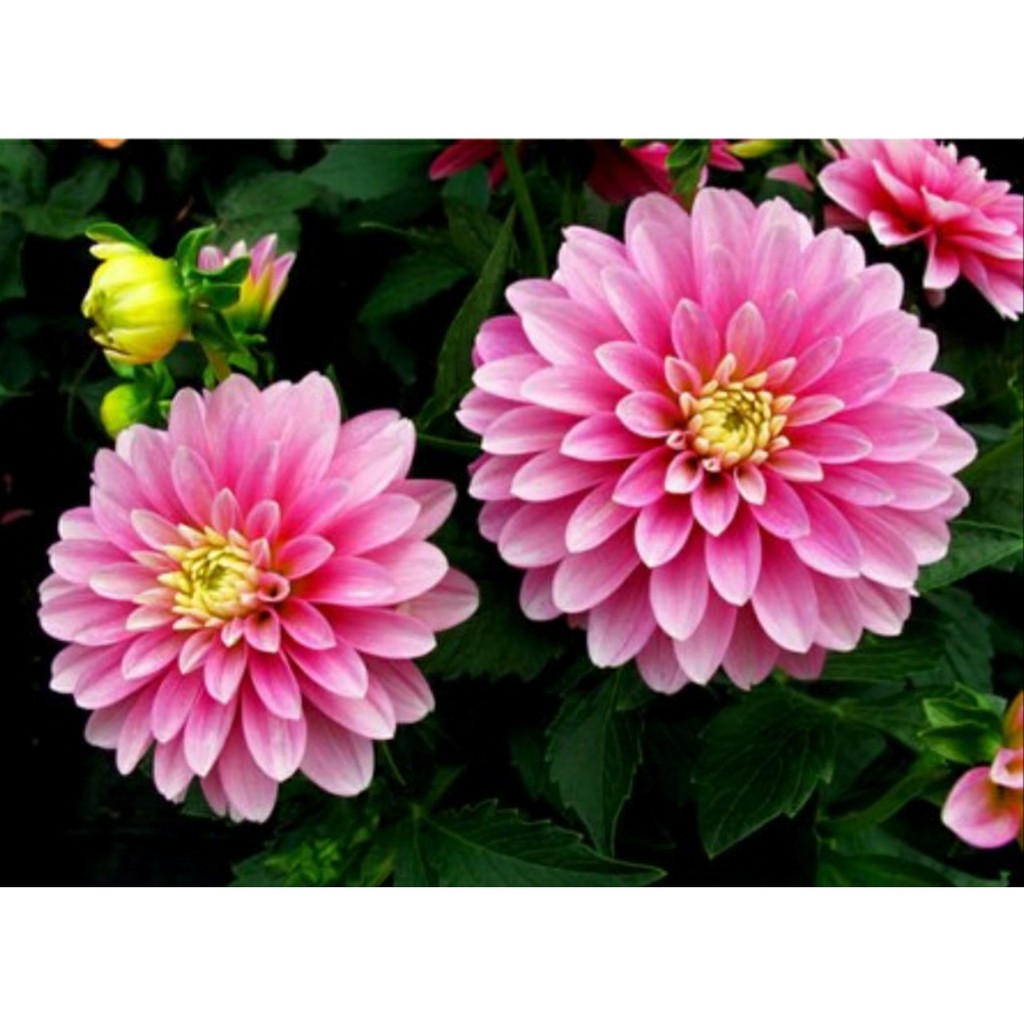 Củ Giống Thược Dược Ngoại (Giống Hoa)