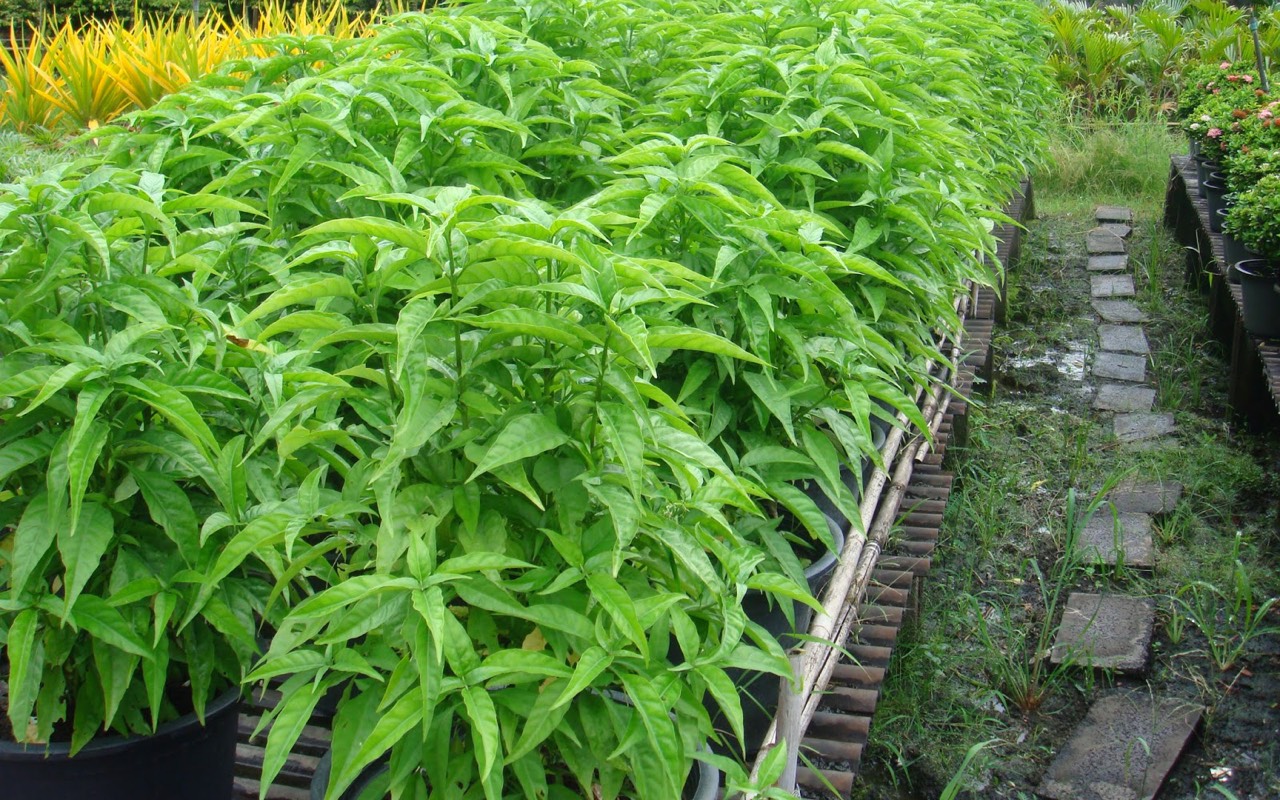 Cây hoàn ngọc trắng
