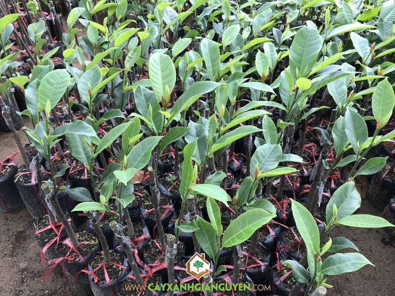 CÂY GIỐNG MÍT tố nữ (có bảo hành )