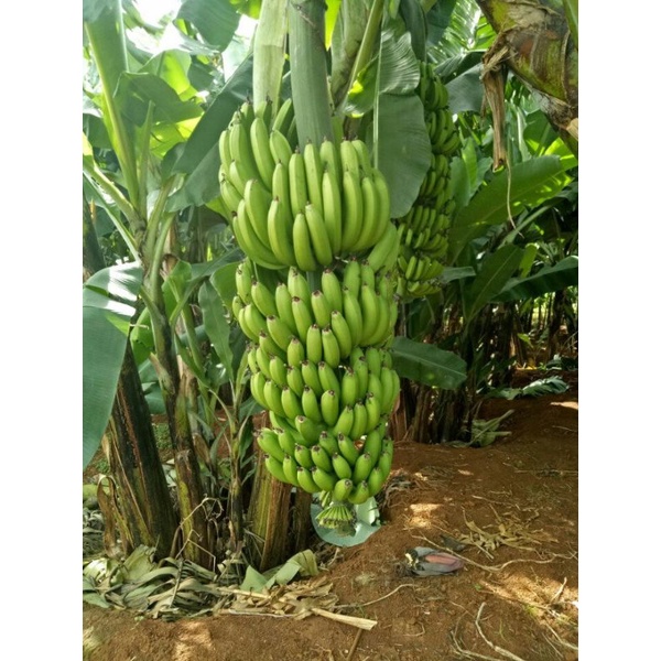 Cây giống chuối già Laba(thuần xứ nóng)