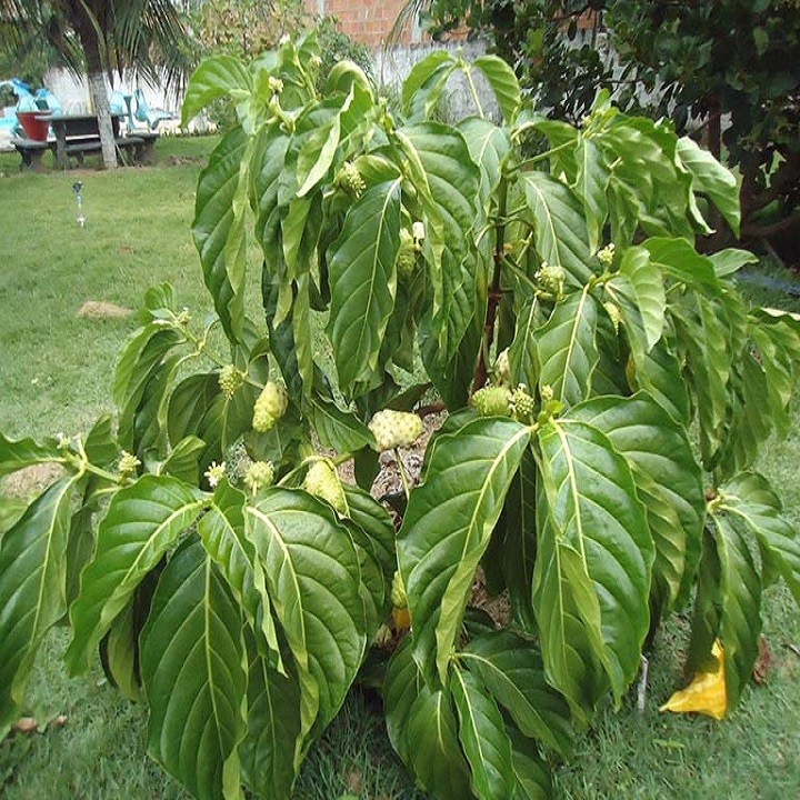 Cây giống nhàu - 7687