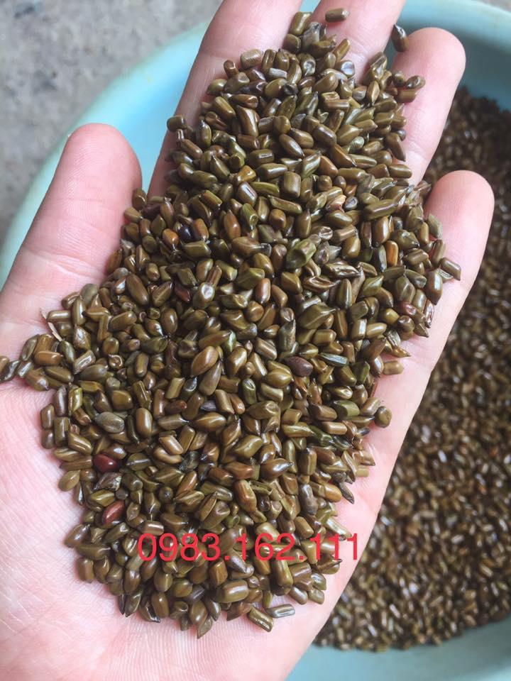 Combo đồ chơi xúc cát hạt muồng size lớn