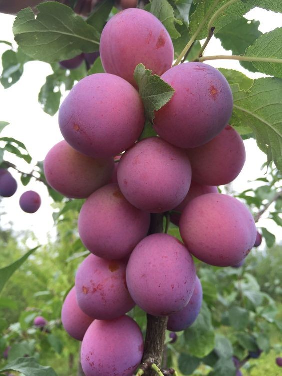 CÂY MẬN ĐỎ