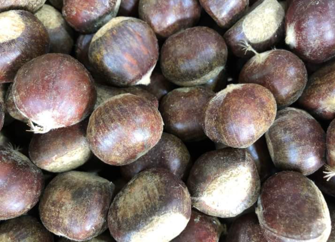 1kg hạt dẻ nếp tươi sapa (vừa vừa)