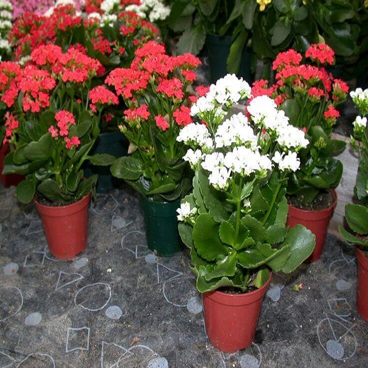 Cây sống đời ( hoa bỏng cánh kép đủ màu)
