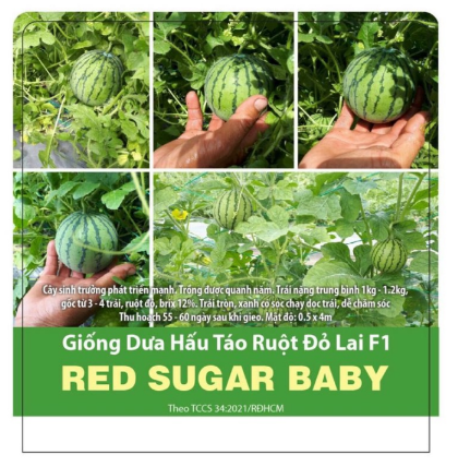 Hạt Giống Dưa Hấu Táo SUGAR BABY