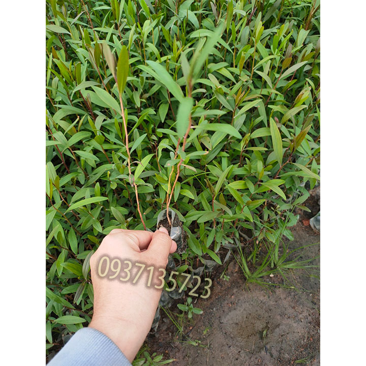 Cây tràm úc -Cây giống