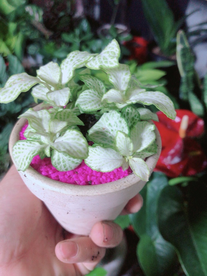 Chậu Cây Cẩm Nhung (May mắn) Màu Xanh Trắng