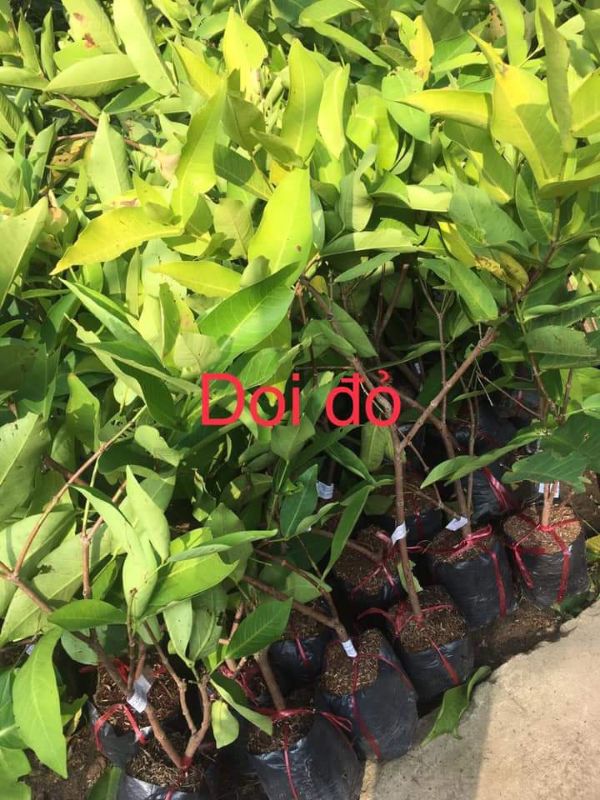 cây doi đỏ