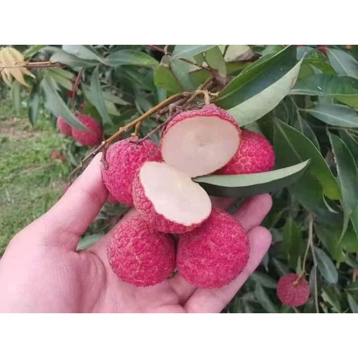 Cây giống vải không hạt