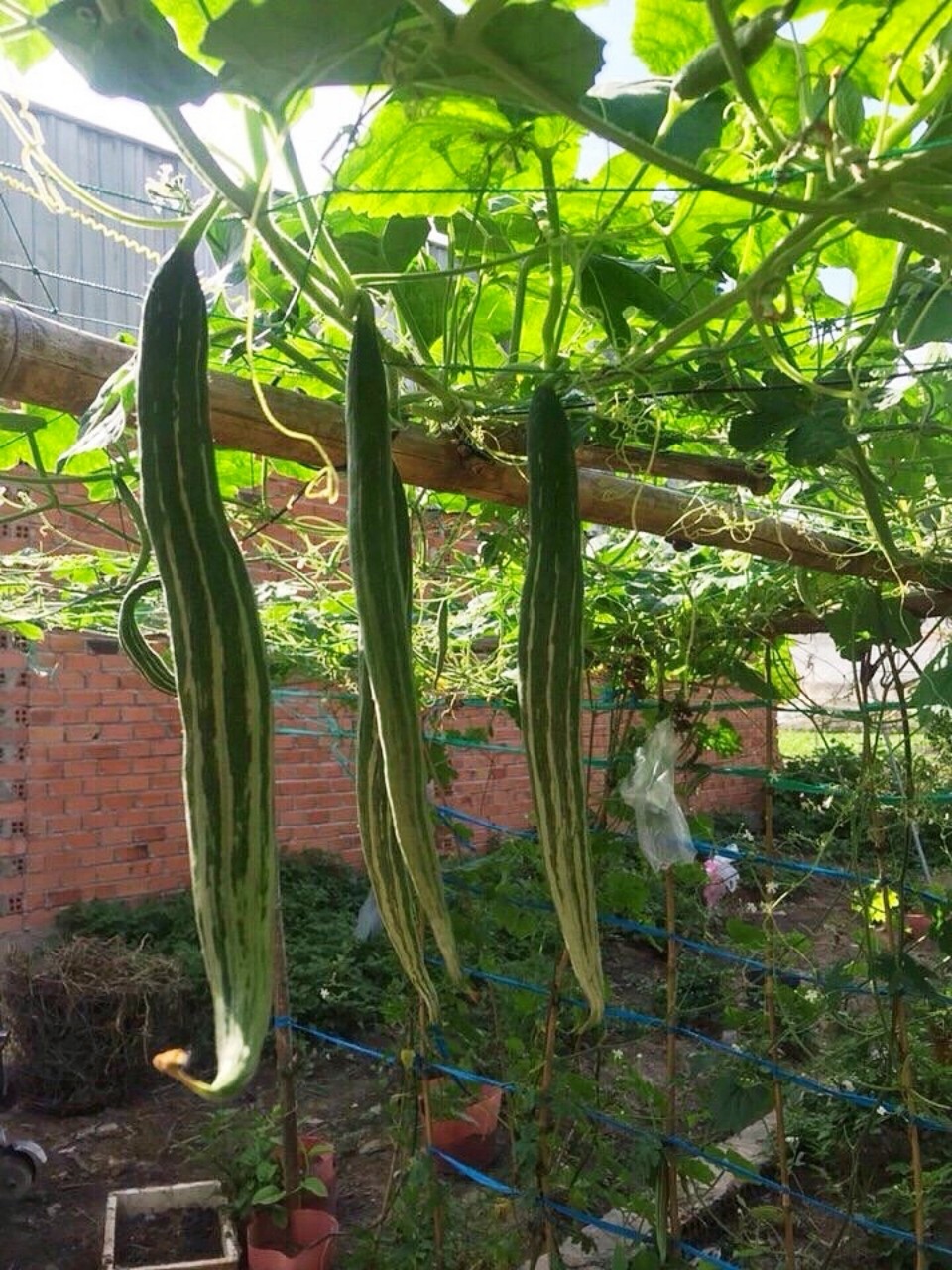 Hạt giống lặc lày