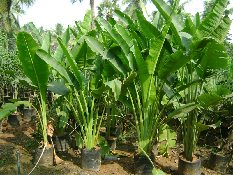 cây chuối xẻ quạt cảnh (chuối cảnh thân gỗ)