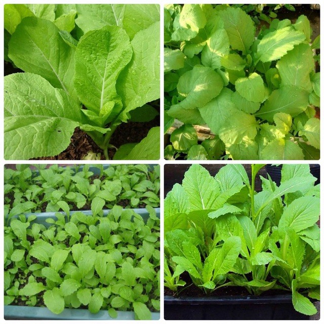 Hạt giống rau cải mơ lùn - gói 20gram