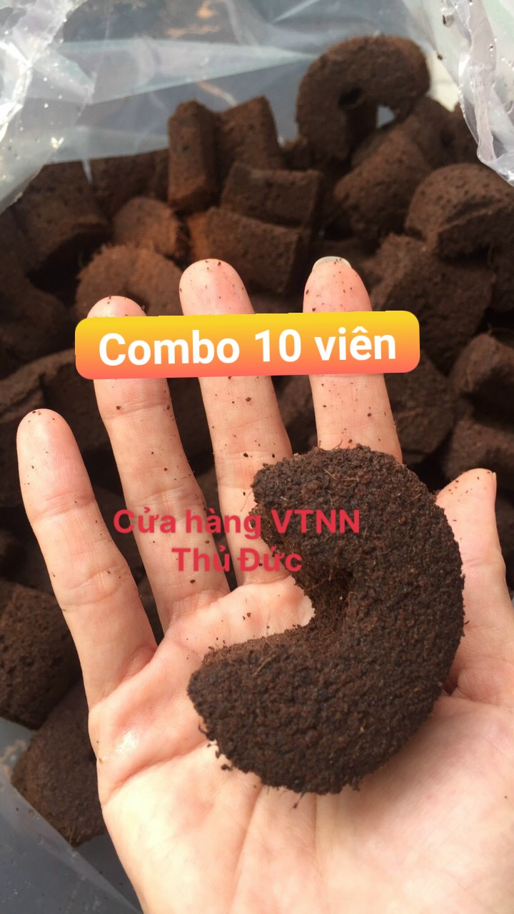 Mút ươm kie 10 viên