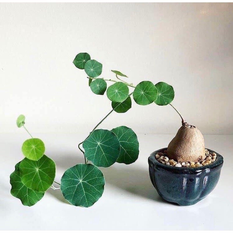 Củ Bình Vôi thái có lá 1kg lz6