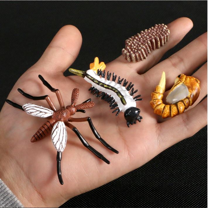 Mô hình vòng đời của Muỗi - Mosquito life cycle