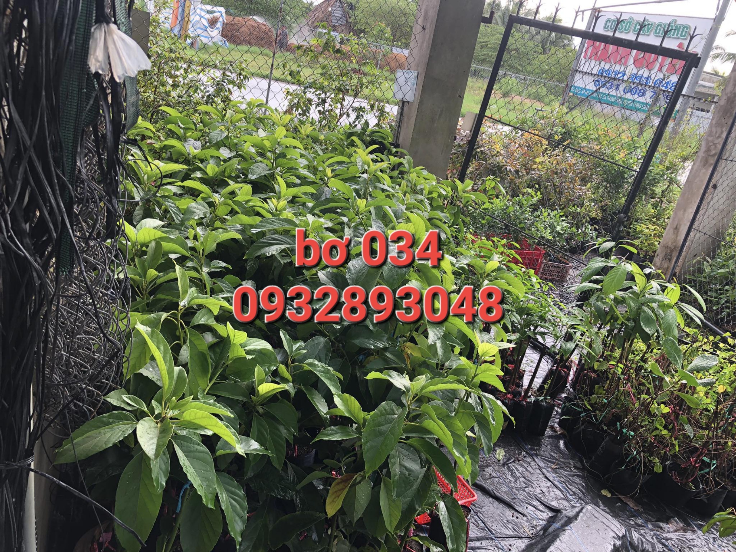 CÂY BƠ  SÁP 034,Bơ trái dài dẻo,hạt lép