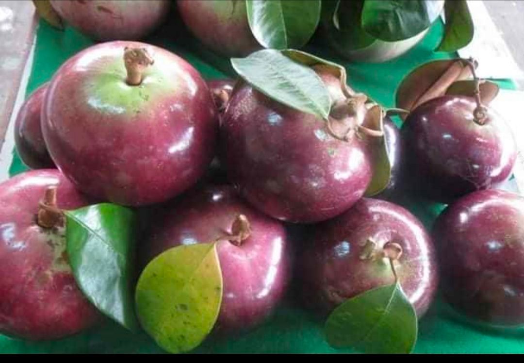 Vú sữa lò rèn