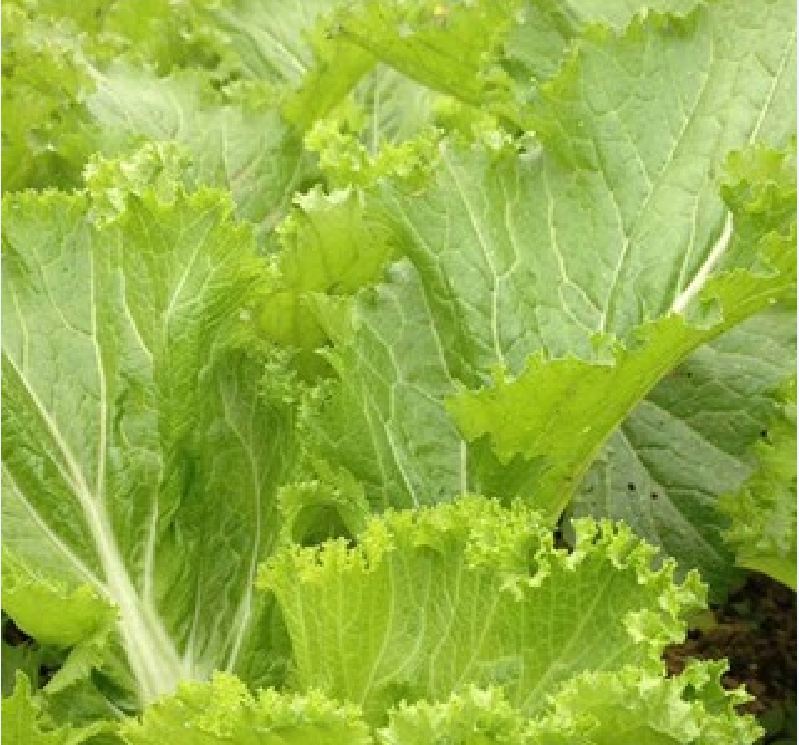 Gói 1kg Hạt Giống Cải Bẹ Vàng