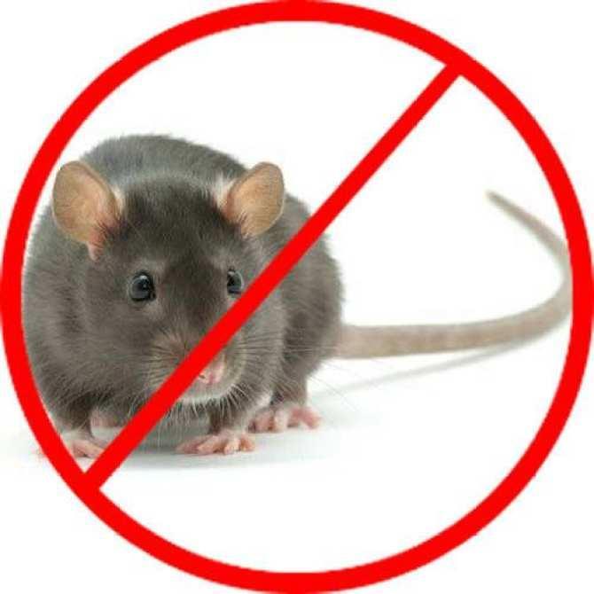 [HCM]Thuốc diệt chuột KILLRAT