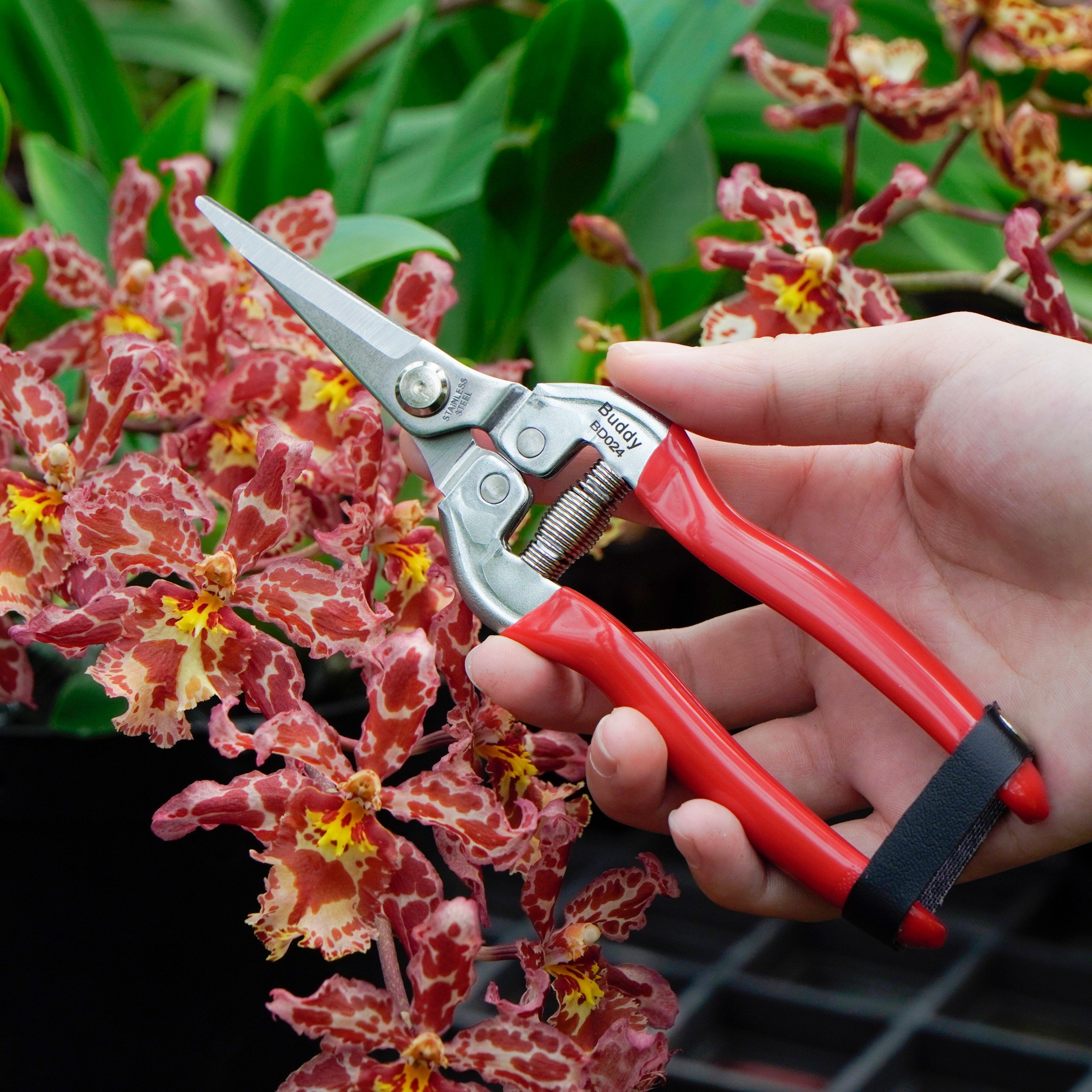 Kéo Cắt Tỉa Hoa Lan, Cây Cảnh BÉN 102
