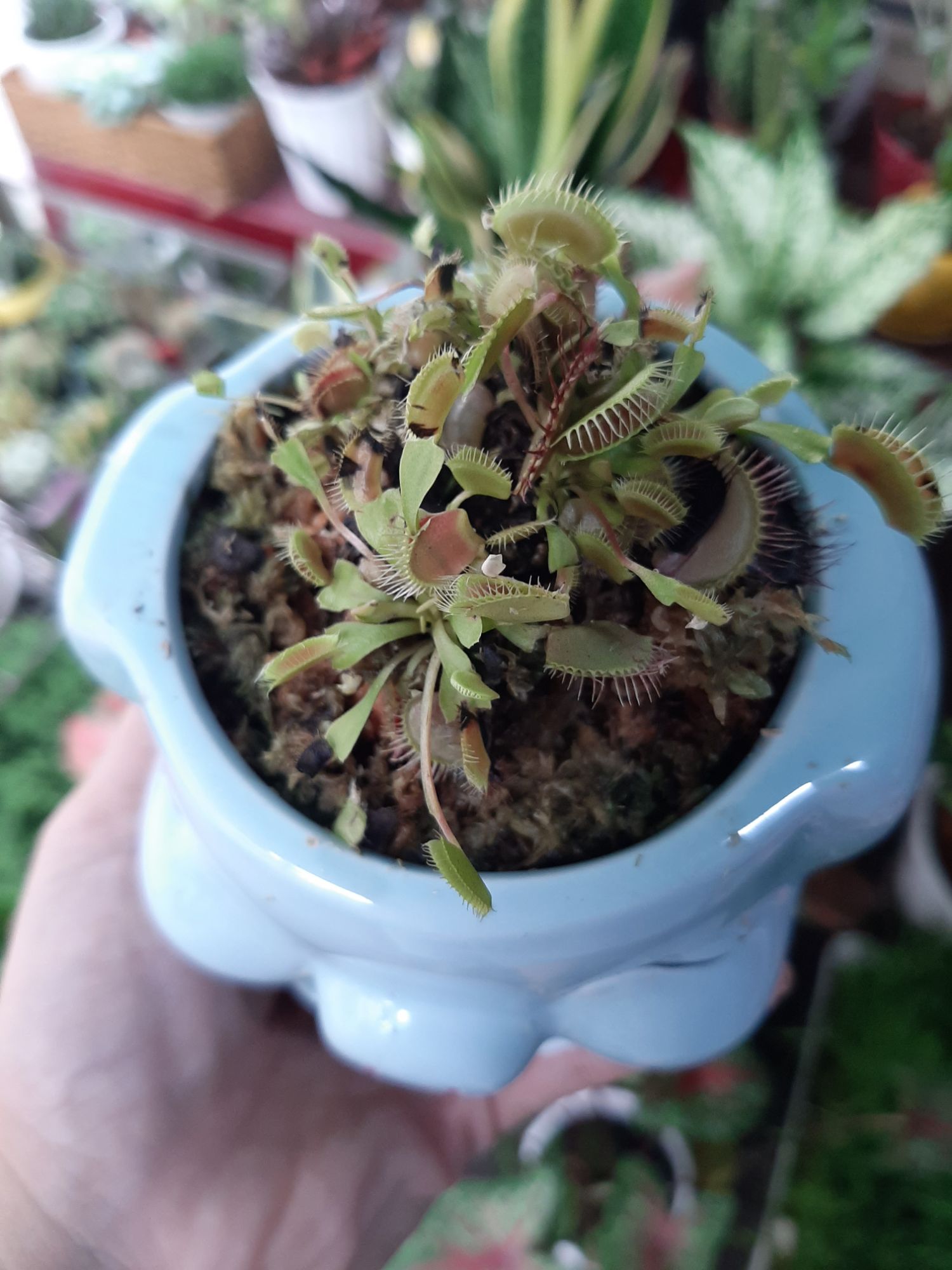 cây bẫy kẹp