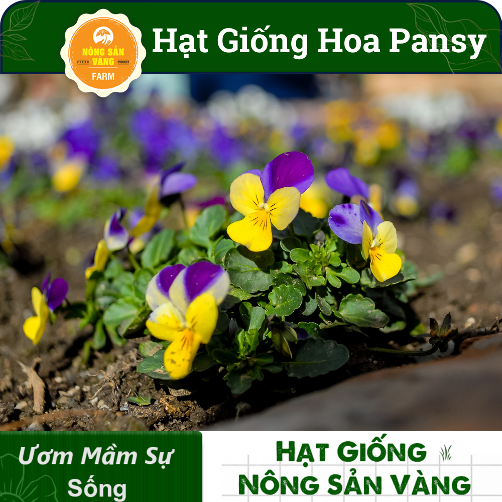 Pansy flower seeds multi-colored (pack 15 seeds) mix