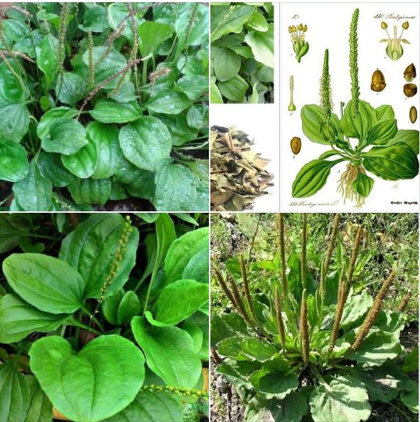 Hạt giống cây rau mã đề - 1 gói 2gram