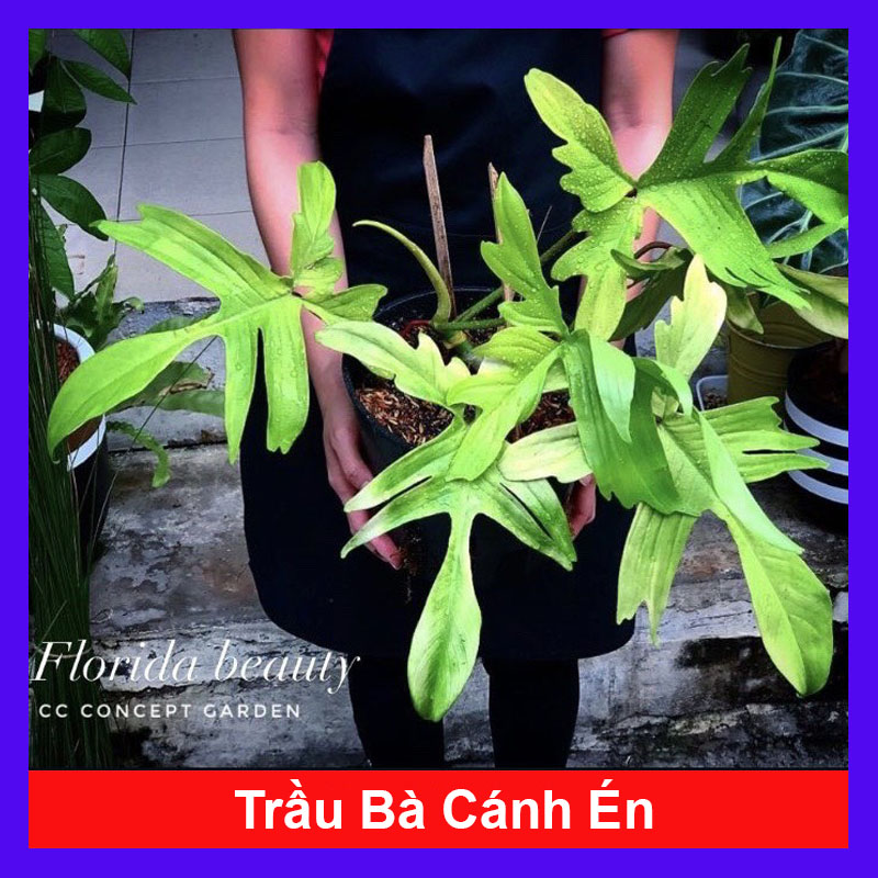 Cây trầu bà cánh én - Cây cảnh để bàn