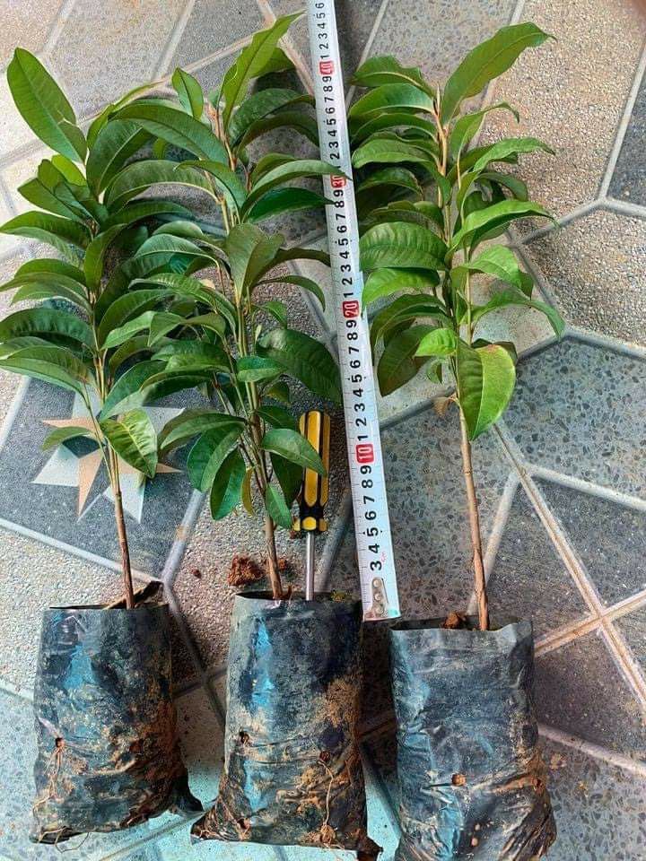 Vú sữa hoàng kim cây geo hạt (cây tốt khỏe)