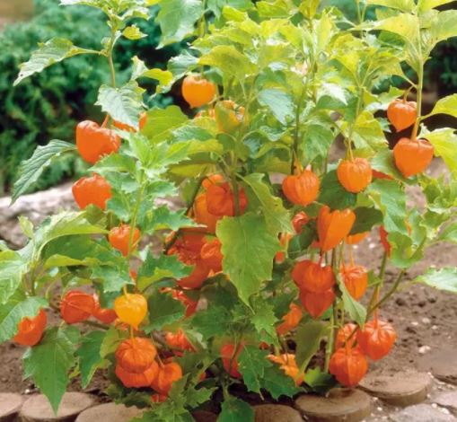 Gói 50  hạt giống Thù Lù Nam Mỹ Gold