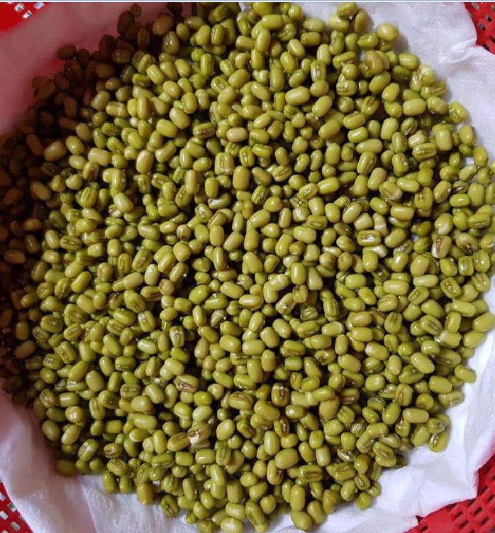 "Gói 100Gr Hạt " Hạt giống mầm đậu xanh ( mầm giá )